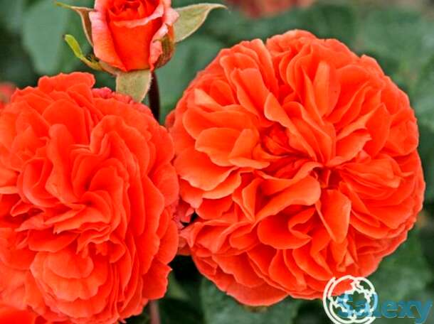 Роза оранжери, кордес, фотография 1