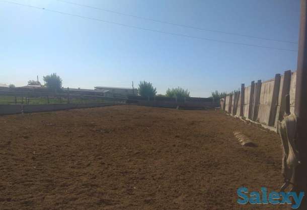 Крестьянское хозяйство, Карагандинская область, Осакаровский район, сАманконыр (с Дальнее), фотография 8