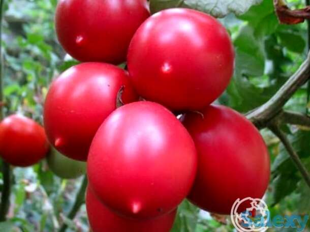 Семена Томат Де барао розовый 20шт, фотография 1