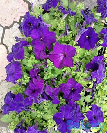 Рассада петунии, фотография 11