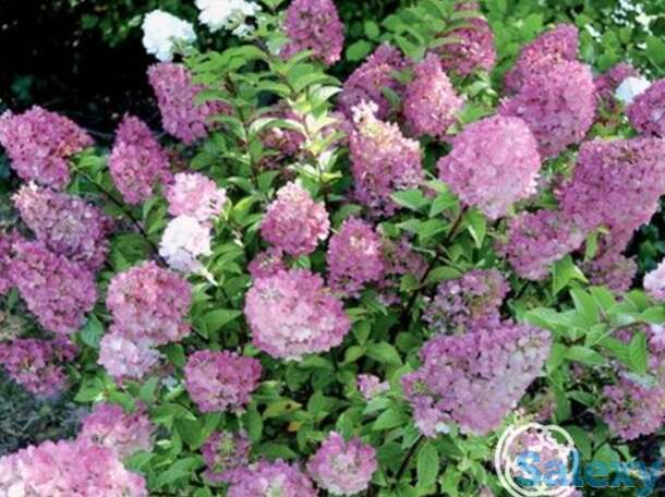 Гортензия сандей фрайз, фотография 1