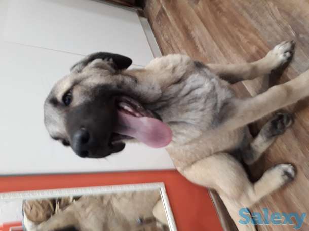 Щенки Кангала, фотография 4