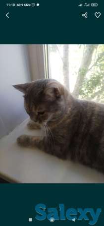 Отдам кошку в добрые руки, фотография 3