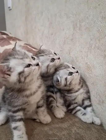 Котята породистые, фотография 4