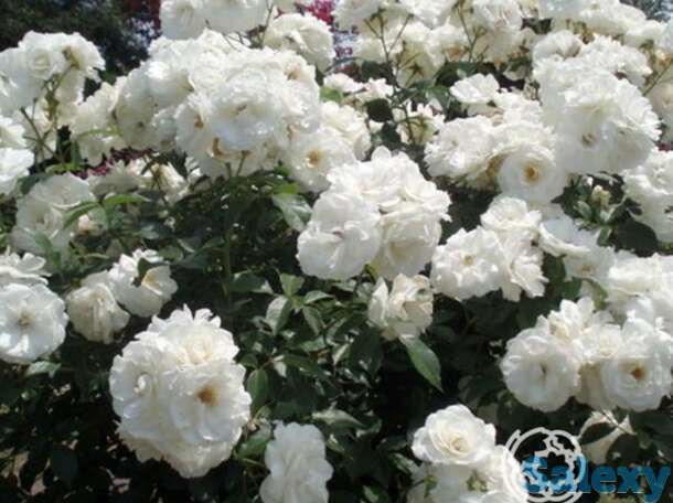 Роза шнеевитхен кустарниковая, топалович, фотография 1