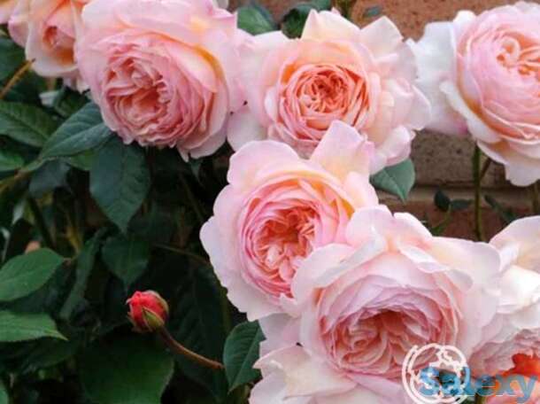 Роза а шропшир лэд, д.остин кустарниковая, фотография 1