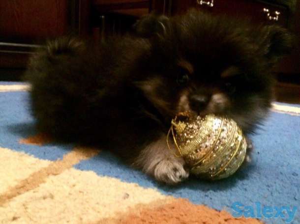 Щенков шпиц, фотография 3