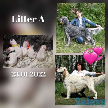 щенки английский сеттер, фотография 1