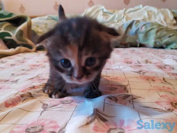 Шотландские вислоухие, фотография 1