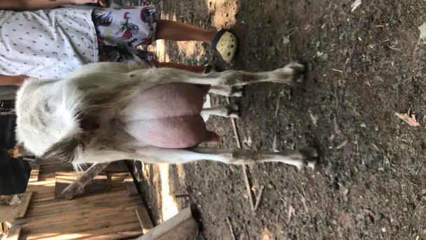 Продам козье молоко, фотография 1