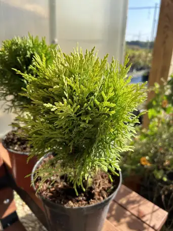 Туя Тини Тим,Мириам,Даника, фотография 2