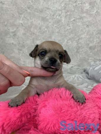 Чистопородные щенки чихуахуа, фотография 1