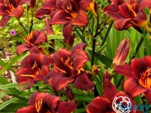 Лилейник чоколат кэнди, фотография 1