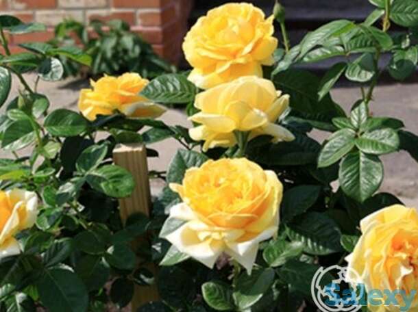 Роза микеланджело чайно-гибридная, топалович, фотография 1