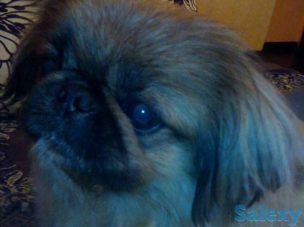 Пропал пекинес, фотография 1