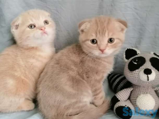Продаю котят Скоттиш-Фолд, фотография 3