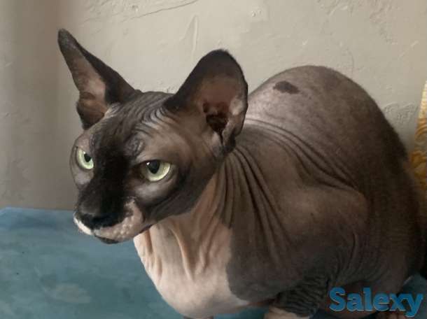Продам кошку канадский сфинкс, фотография 3