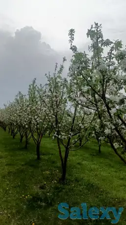 Продам яблоневый сад, фотография 6