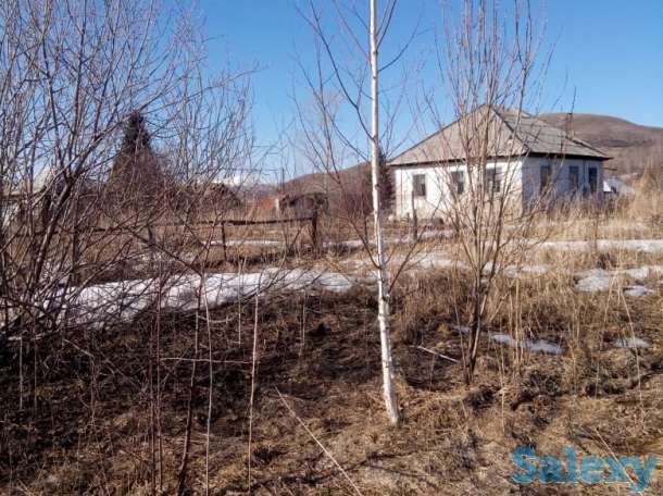 саженцы. посадочный материал. кедр, пихта, голубая ель, липа, дуб, рябина, чёрная смородина., фотография 5