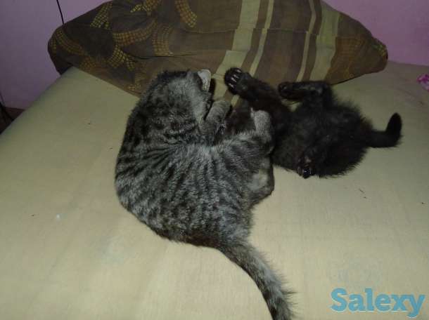 Отдам в добрые руки 2,5 месячного серого тигрового котёнка, девочку., фотография 7