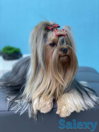 Щенки Йоркширского терьера, фотография 1