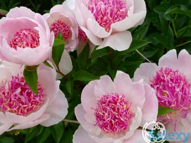 Пион ду телл, фотография 1