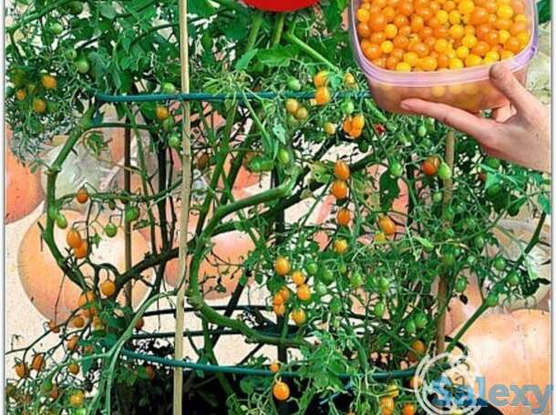 Семена Томат Берри Баскет Ело F1, фотография 1