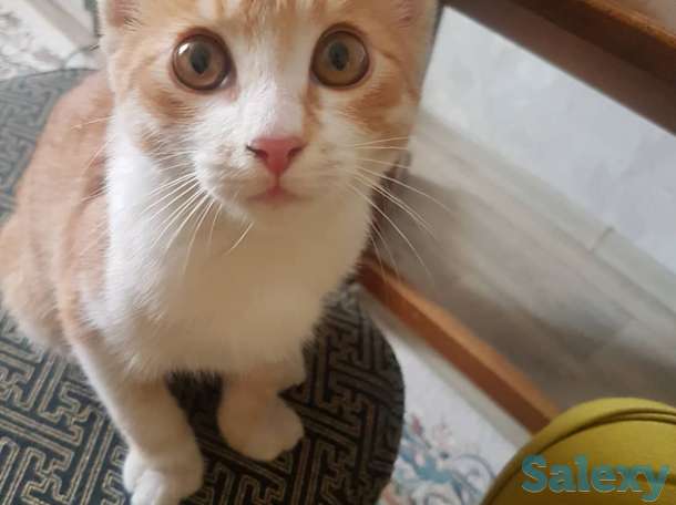 Подарю котенка львенка, фотография 3