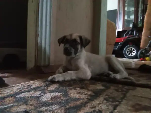 Отдам щенка, фотография 1