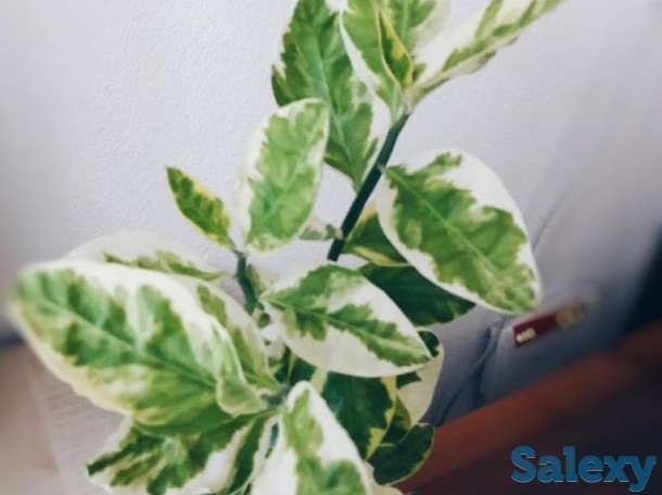 Комнатный цветок бересклет, фотография 1