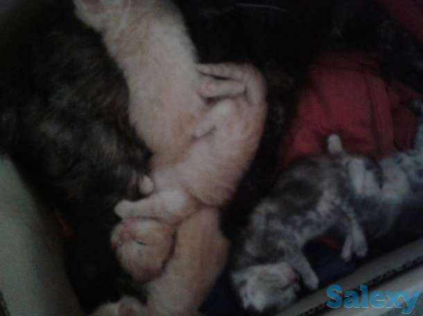 Продажа британские котята, фотография 1