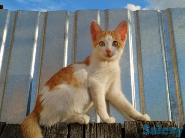 Отдам котят в добрые руки!, фотография 3