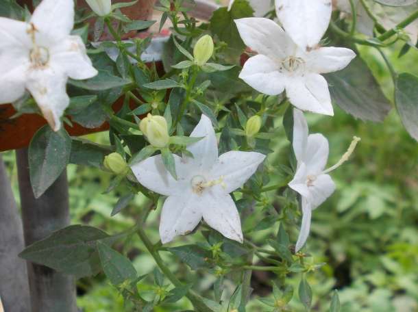 кампанула, фотография 1