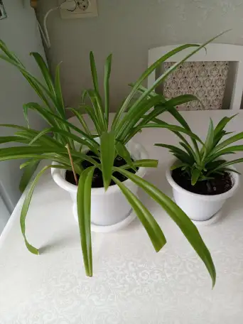 Продам, фотография 1