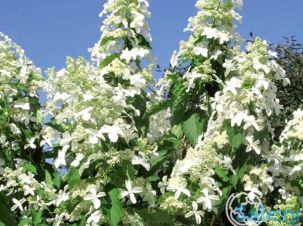 Гортензия левана, фотография 1