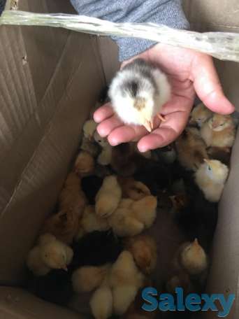 цыплята от домашних кур. балапан уйдін тауыктарынан, фотография 3