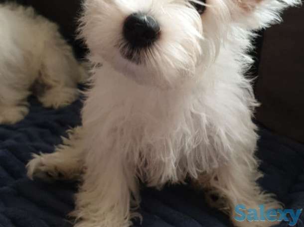 Вест Хайленд Уайт Терьер щенок, фотография 2