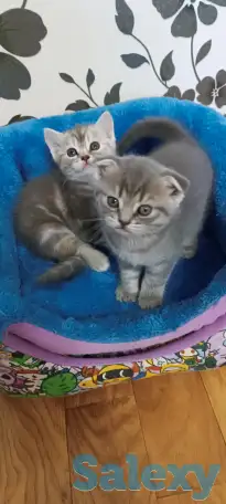 Продаются котята, фотография 4