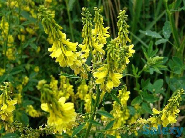 Донник Колдыбанский семенакупим 1т, фотография 1