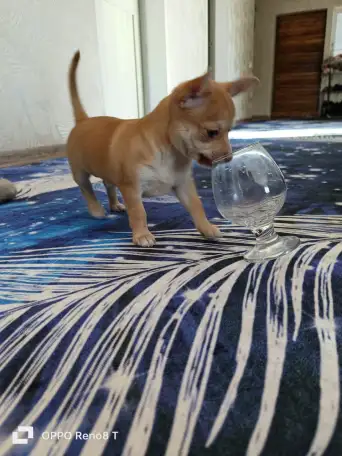 Продам шинка чихуахуа, фотография 2