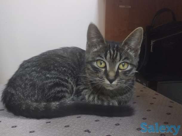 Отдам котёнка, фотография 2