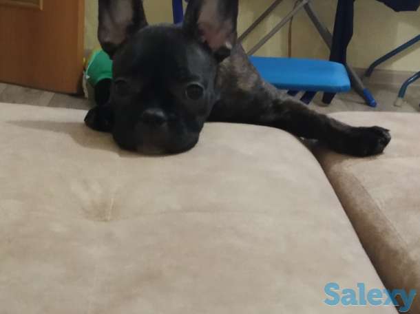 Продам щенка французского бульдога, фотография 2