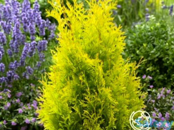 Туя западная санни смарагд, фотография 1