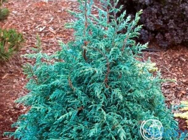 Кипарисовик бэби блу, фотография 1