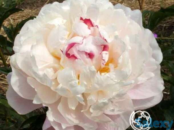 Пион зюс браун, фотография 1