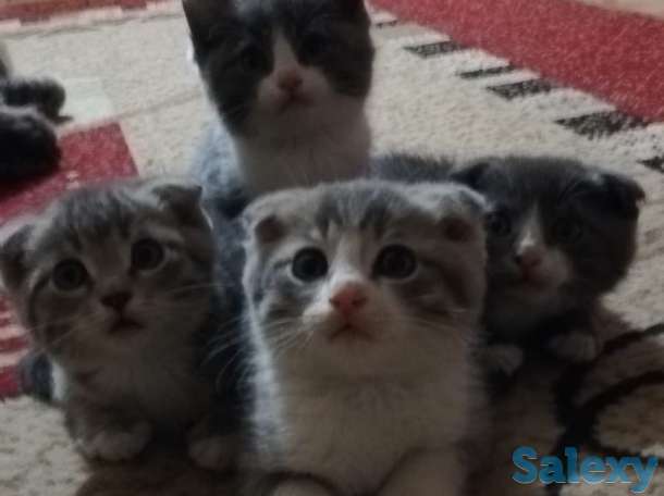 Продажа продаются котята им два месяца, фотография 1