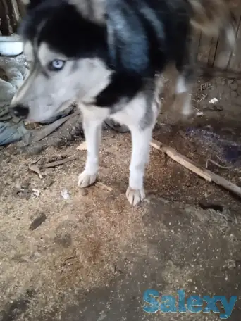 Продам собаку, фотография 1