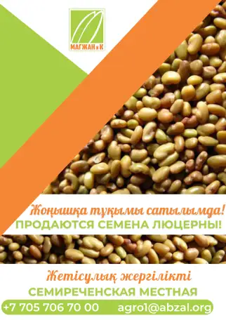 Люцерна, фотография 1