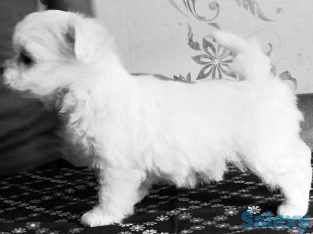 Щенки мальтезе, фотография 3