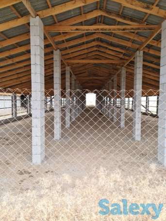 Фазенда (ферма), Капчагай-Курты 25 км, фотография 8